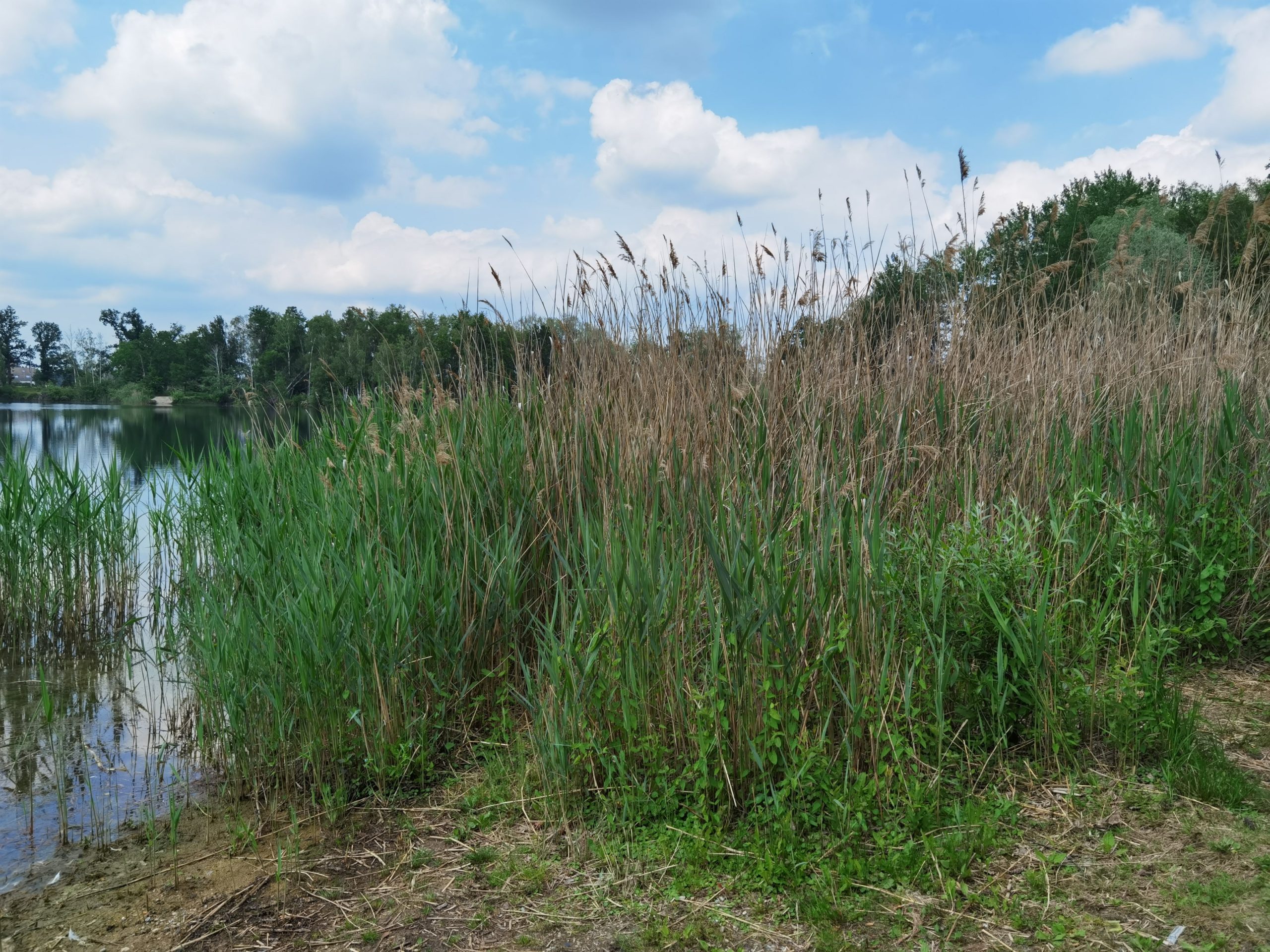 Wehnser See
