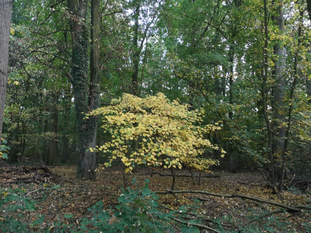 Der Peiner Herzberg